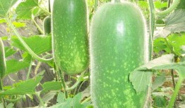 世界大瓜爆料视频下载,独家爆料视频下载全解析